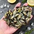 Green-lipped Mussels