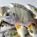 Whole Snapper